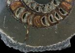 Sliced Ammonite (Speetoniceras) With Druzy Pyrite #34580-3
